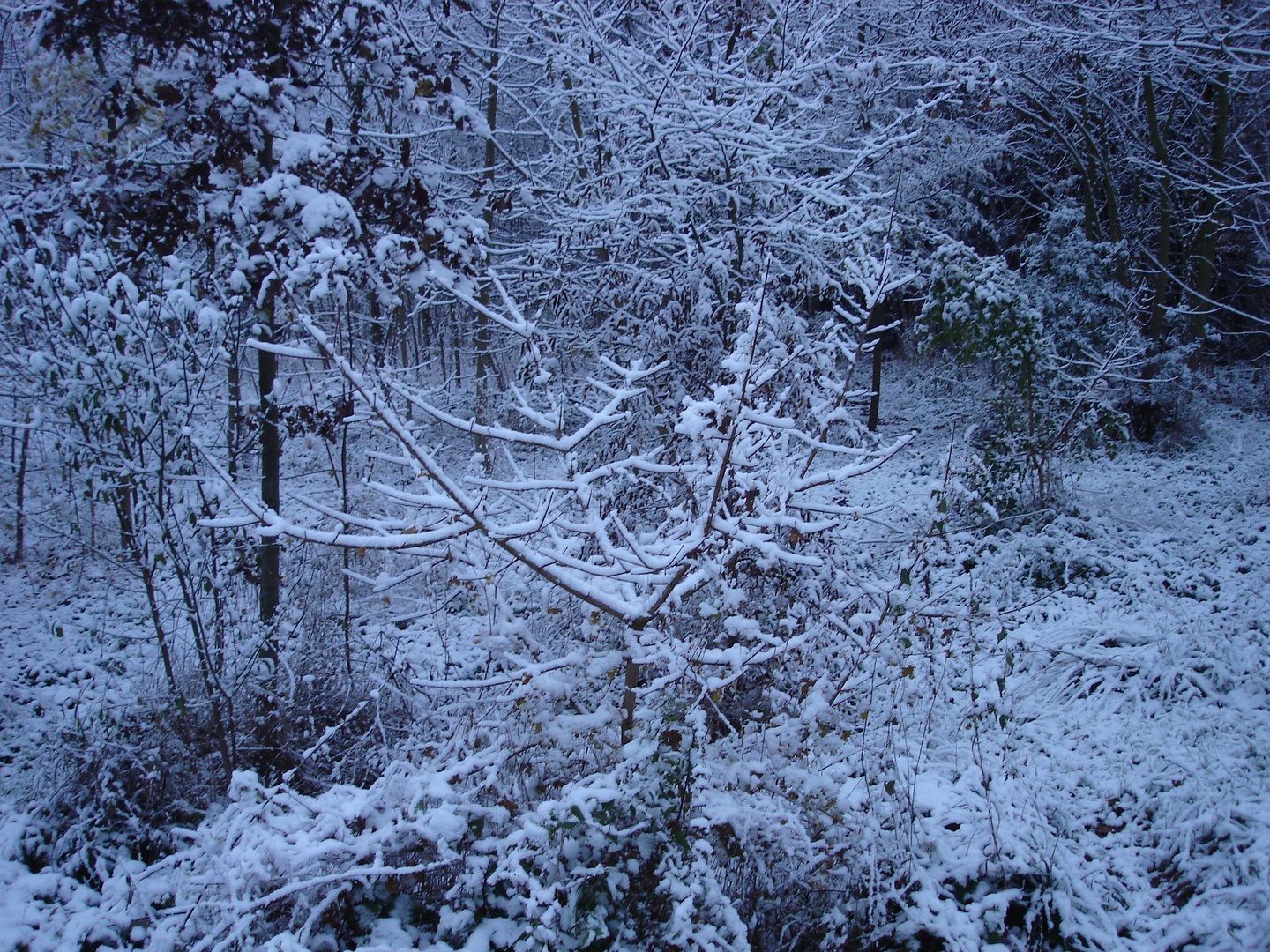 1ére neige bois de Boulogne