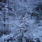 1ére neige bois de Boulogne