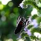 Schmetterling im Grnen