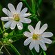 Echte Sternmiere - Stellaria holostea