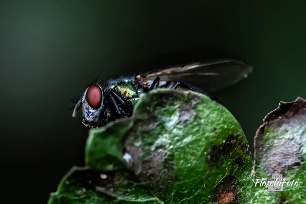 Beautiful Nature von Doreen Gonska