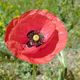 Coquelicot