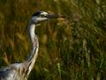 Morning with Grey Heron by Mario F Meier