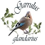 Garrulus glandarius