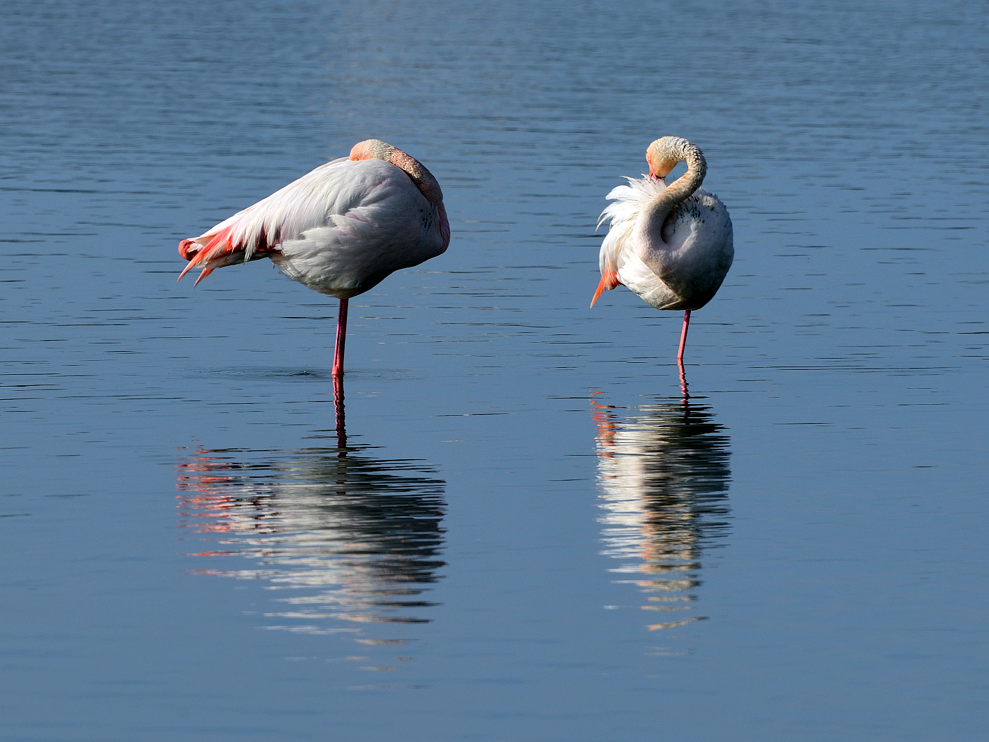 1_Flamingo-Yoga