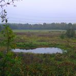 1Galloways und kleiner Teich