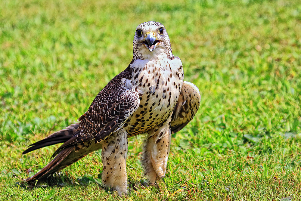 (1)Gerfalke