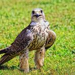 (1)Gerfalke