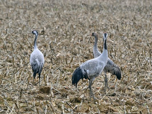 1_Großes Glück, mucha suerte, I was very lucky,