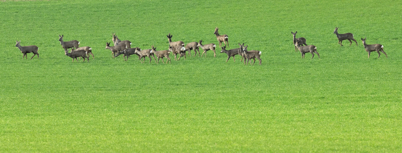 1_Großes Wildlifekino, 