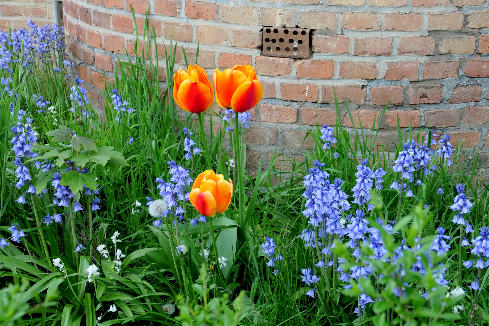 1.Mai in der Colonie (Teil II / 3)