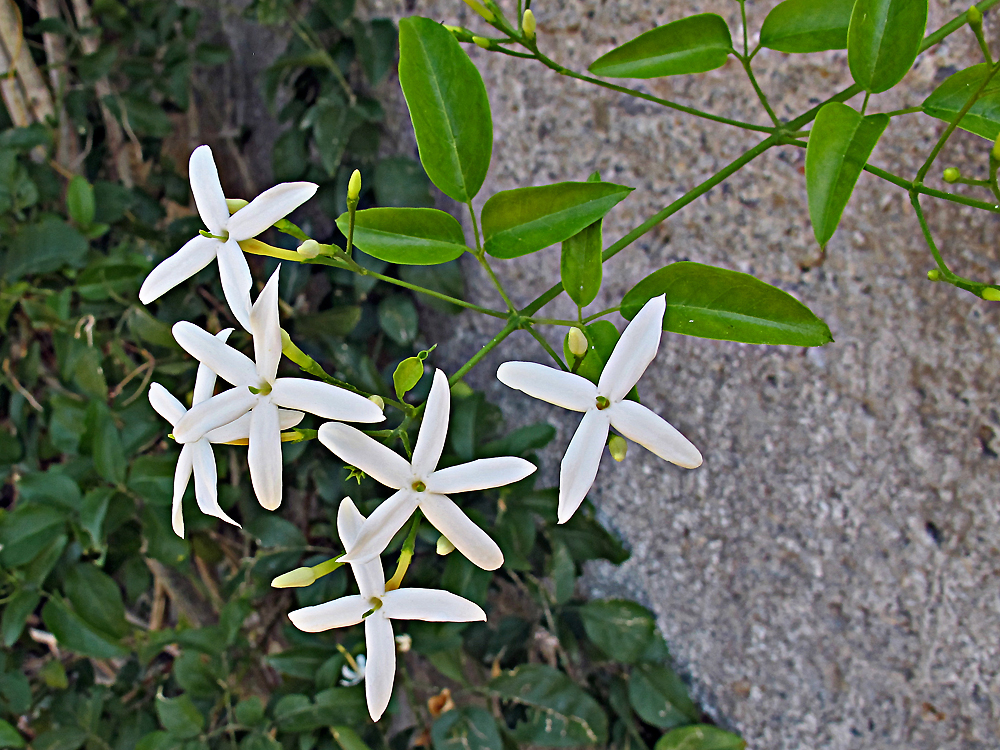 1.November in Sizilien: grün-WEISS-rot / 1.novembre in Sicilia: verde-BIANCO-rosso