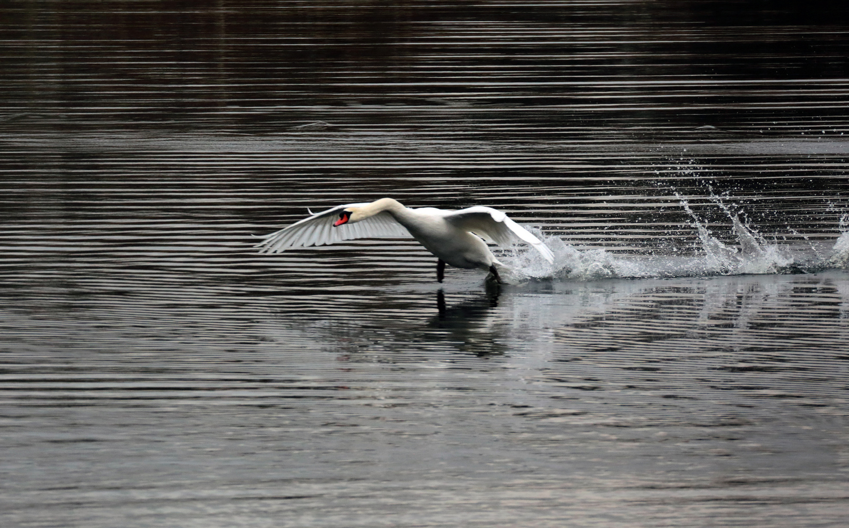 1O7A0347In dem Fall ist der Schwan der Platzhirsch. 