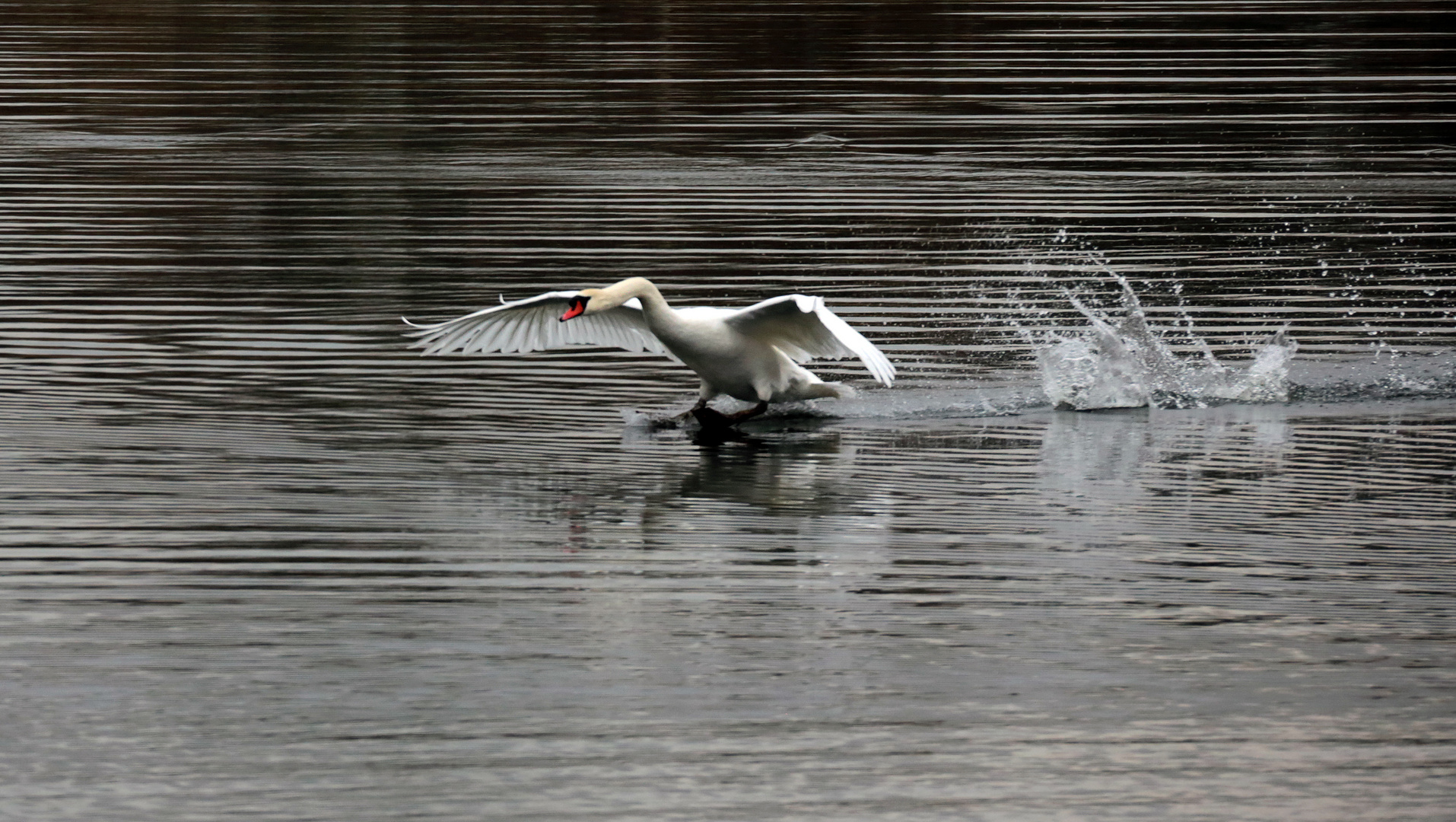 1O7A0348Schwan setzt zur Landung an.