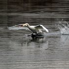 1O7A0348Schwan setzt zur Landung an.