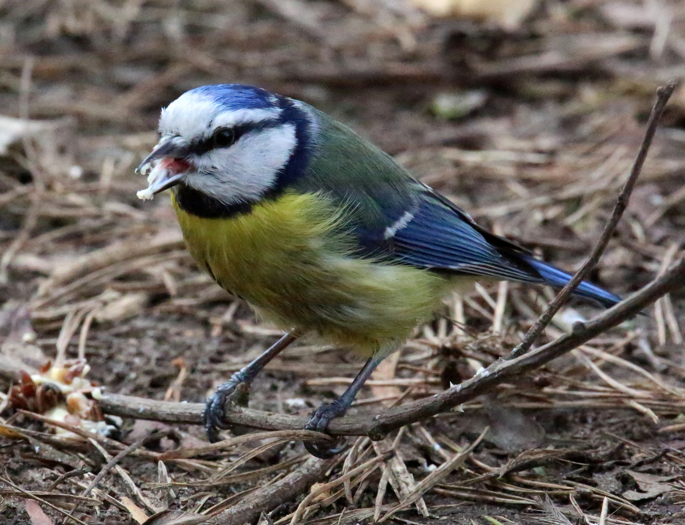 1O7A077 0Blaumeise beim fressen. 