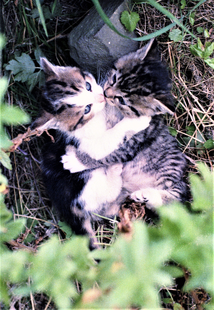 1q NR. 15 (Neg.) Zwei sich küssende junge verwilderte Katzen (KATZEN-KUSSFOTO)