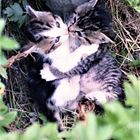 1q NR. 15 (Neg.) Zwei sich küssende junge verwilderte Katzen (KATZEN-KUSSFOTO)