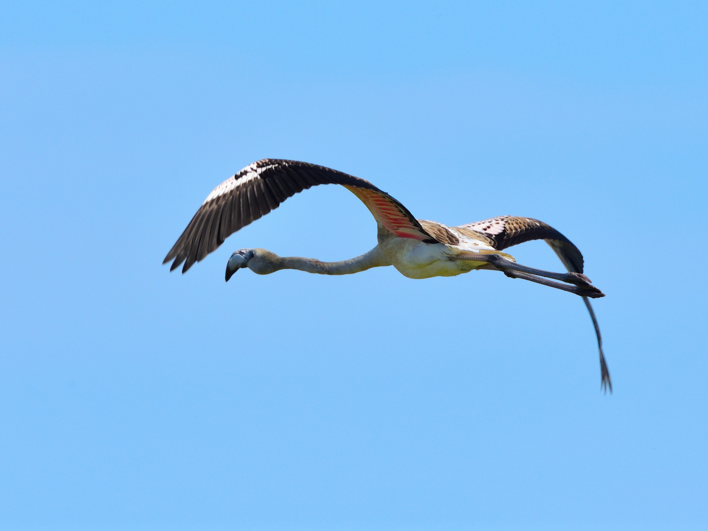 1_Rosaflamingo (Phoenicopterus roseus), greater flamingo, Flamenco común 