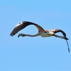 1_Rosaflamingo (Phoenicopterus roseus), greater flamingo, Flamenco común 