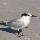 1st Year Sandwich Tern