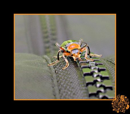 1ste Begegnung der grausigen Art .....