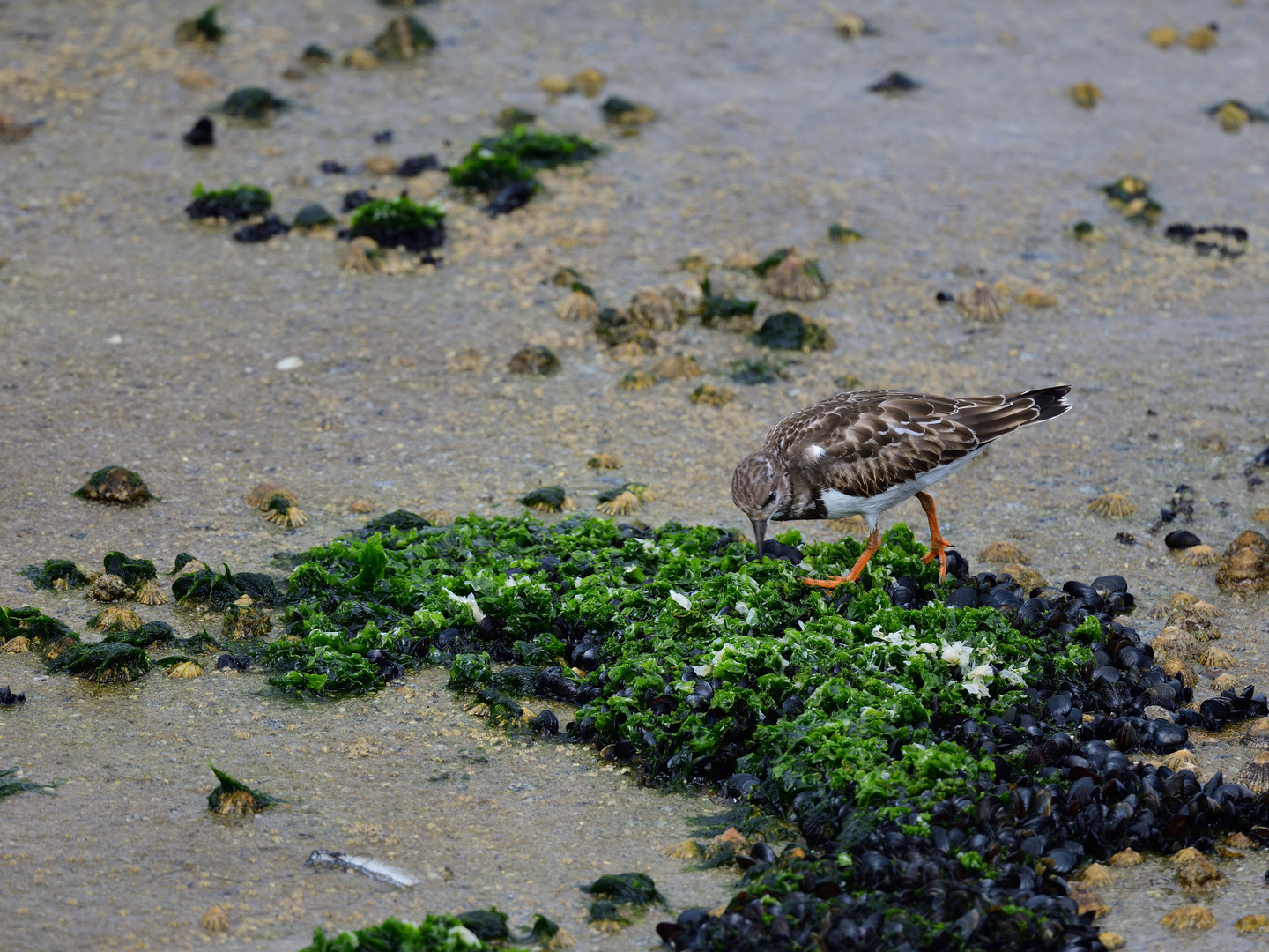 1_Steinwälzer, (Arenaria interpres), Ruddy turnstone, Vuelvepiedras común