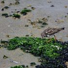 1_Steinwälzer, (Arenaria interpres), Ruddy turnstone, Vuelvepiedras común