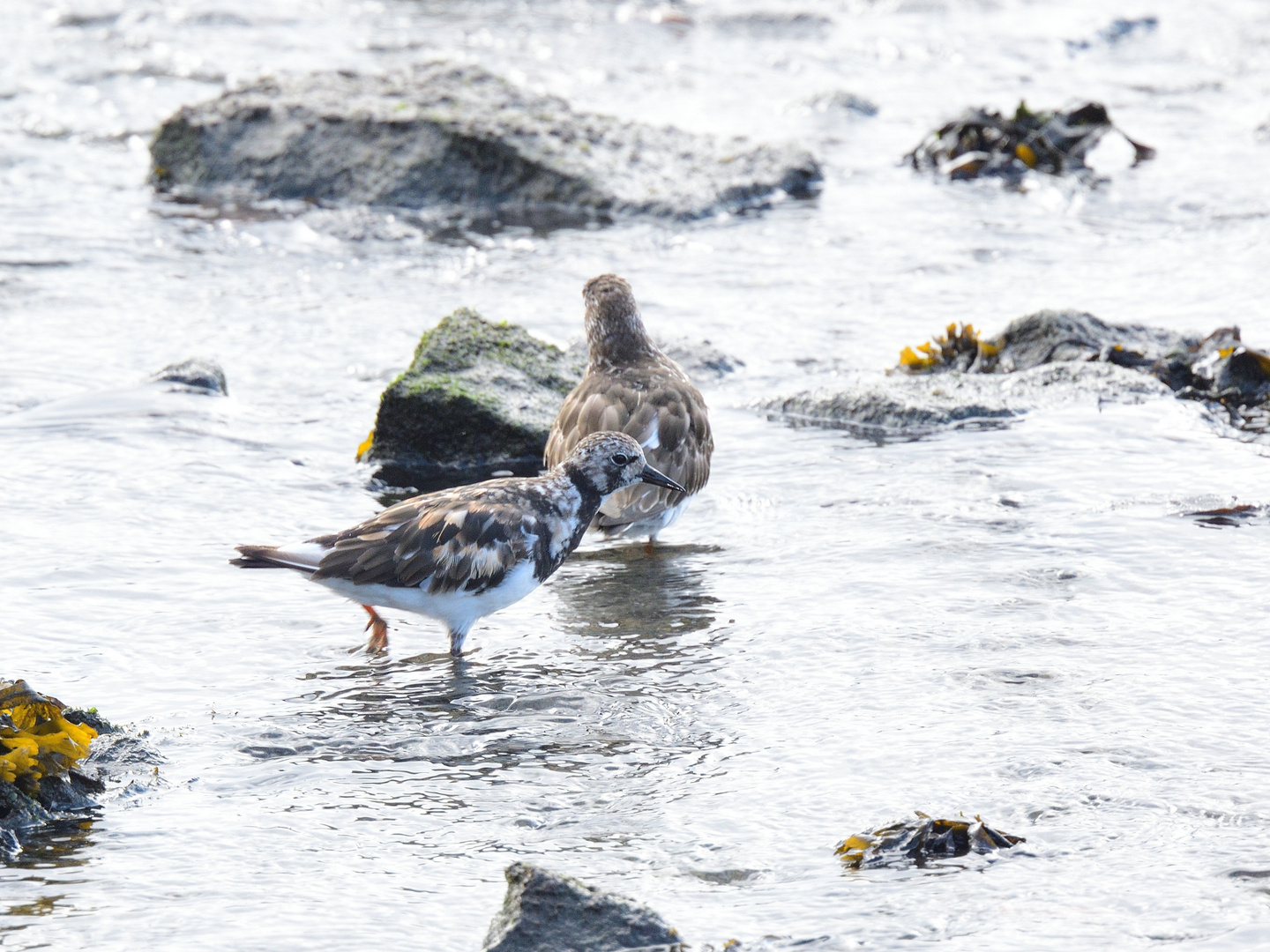 1_Steinwälzer, (Arenaria interpres), Ruddy turnstone, Vuelvepiedras común 