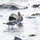 1_Steinwälzer, (Arenaria interpres), Ruddy turnstone, Vuelvepiedras común 