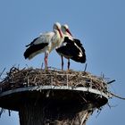 1_Storchenliebe, stork love, amor de cigueña