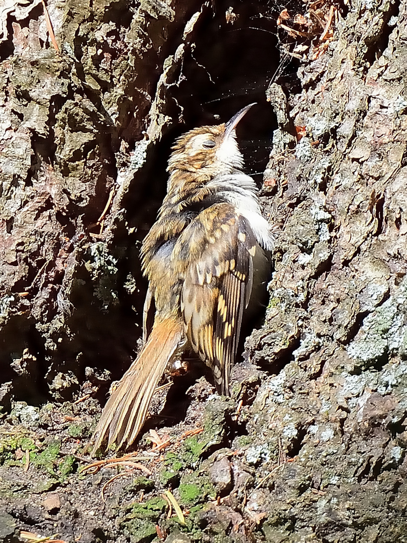 1_Waldbaumläufer juv. (Certhia familiaris), Eurasian treecreeper, Agateador norteño