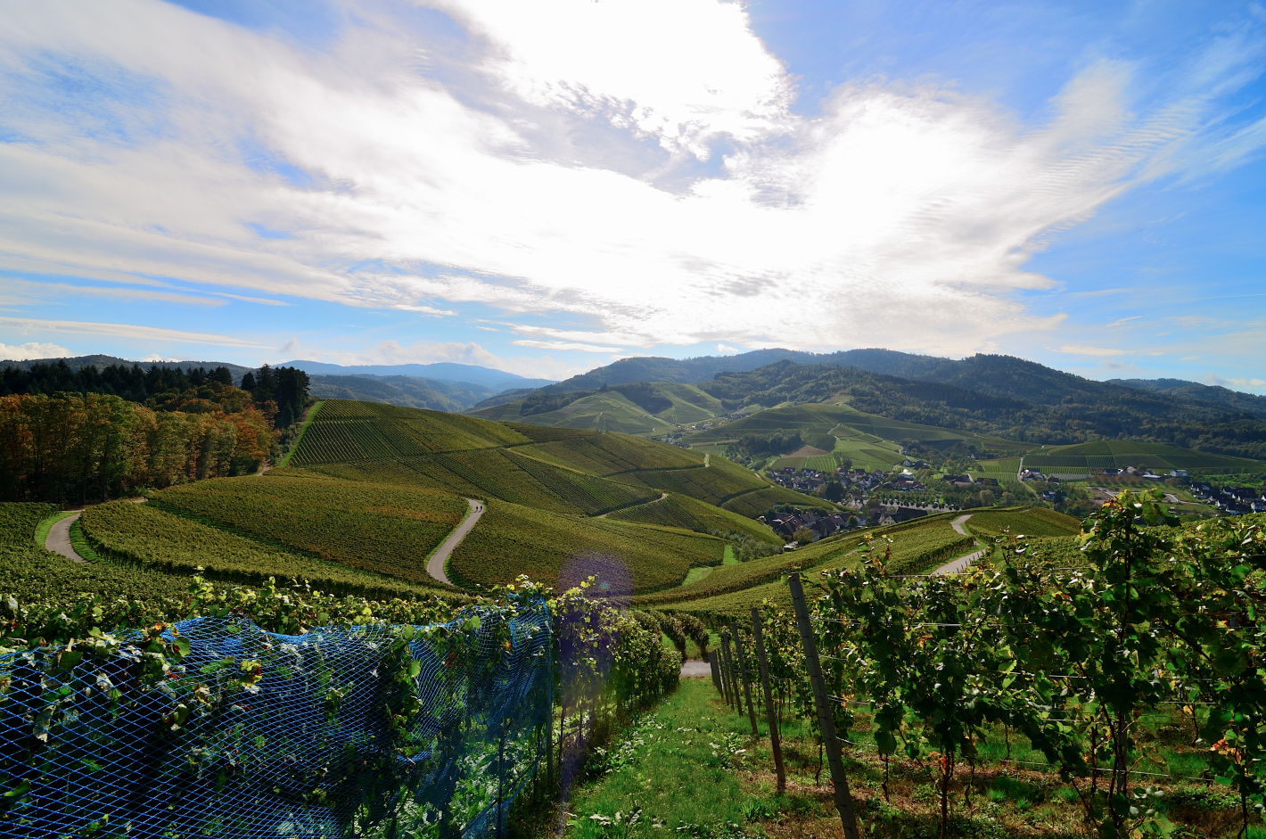 1_Weinberge, Vineyards, Pico del Vino