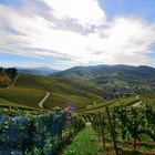 1_Weinberge, Vineyards, Pico del Vino