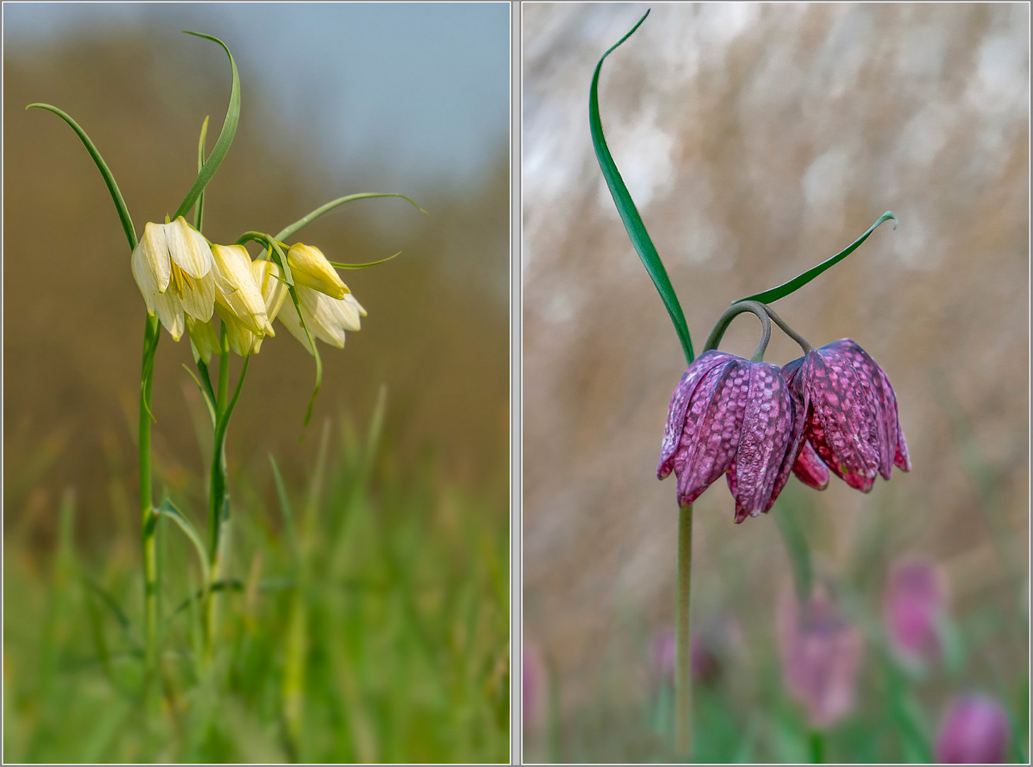 1x im Jahr... ein Besuch bei den Schachbrettblumen