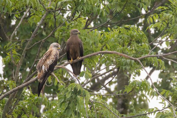 1x Rot und 1x Schwarzmilan