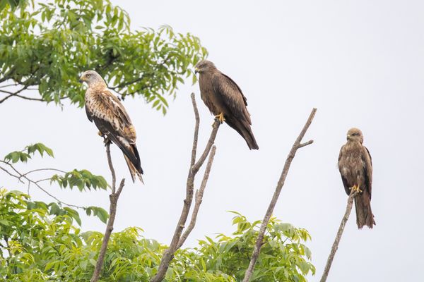 1x Rot und 2x Schwarzmilan