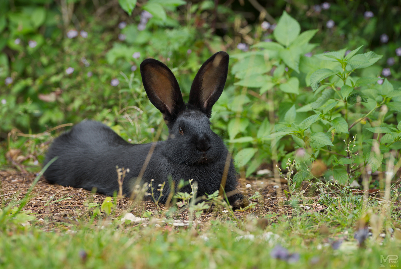 1x schwarzer Hase ..