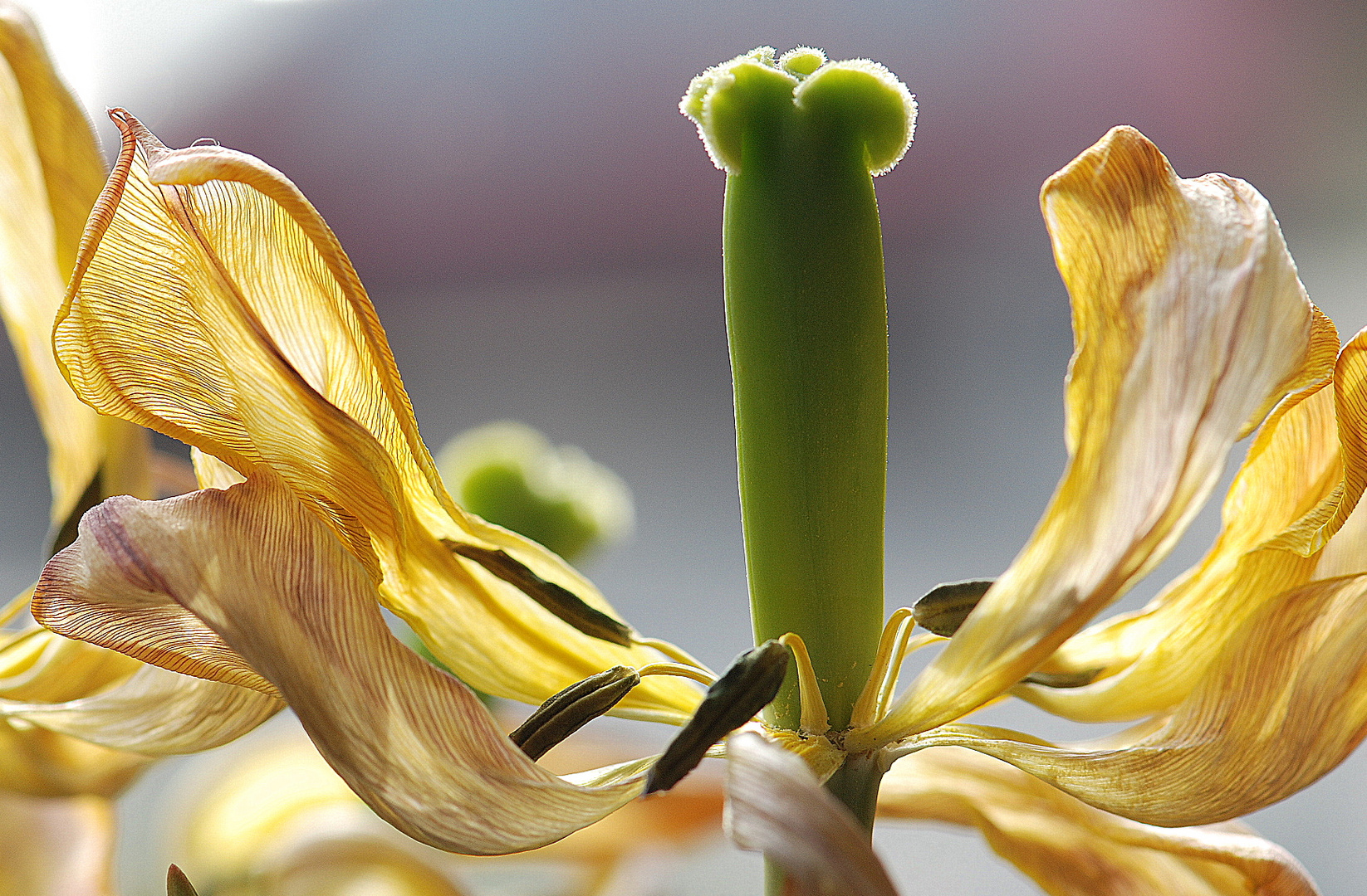 2 04 2010 Verblühte Tulpe 1