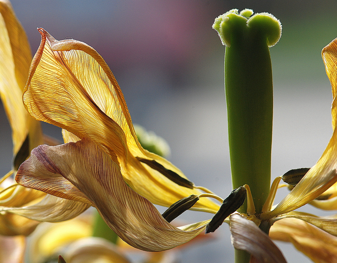 2 04 2010 Verblühte Tulpe 2