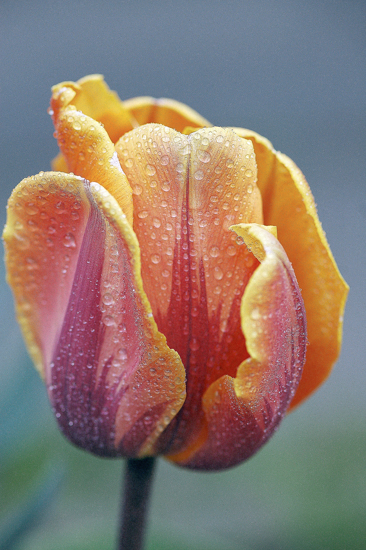 2 05 2010 Tulpe mit Wassertropfen