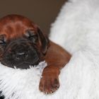 2 1/2 Wochen Alter Rhodesian Ridgeback Welpe