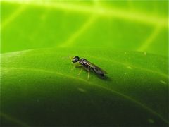 2 - 3 mm langes Wespchen - ob Brack- oder Gallwespe, weiß ich nicht.