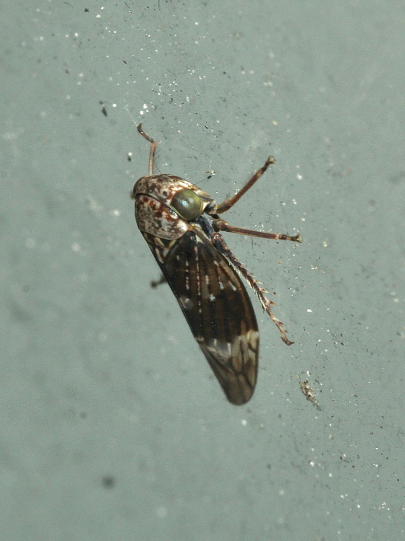 (2) Acericerus heydenii und A. ribauti, ...