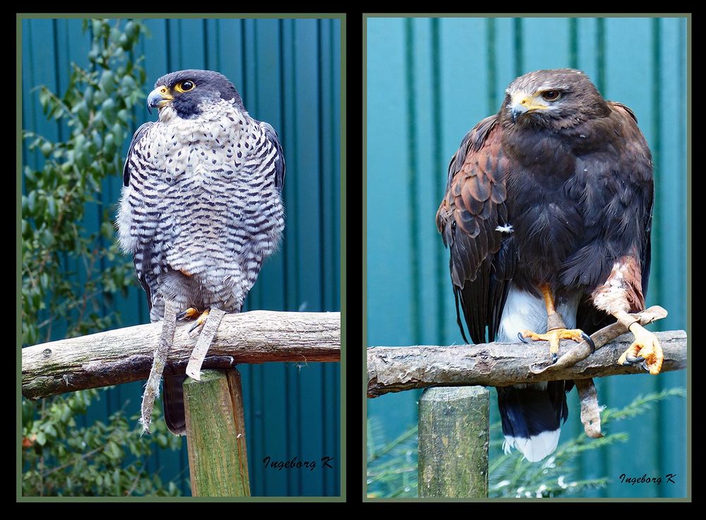 2 Adler - Falknerei Remscheid