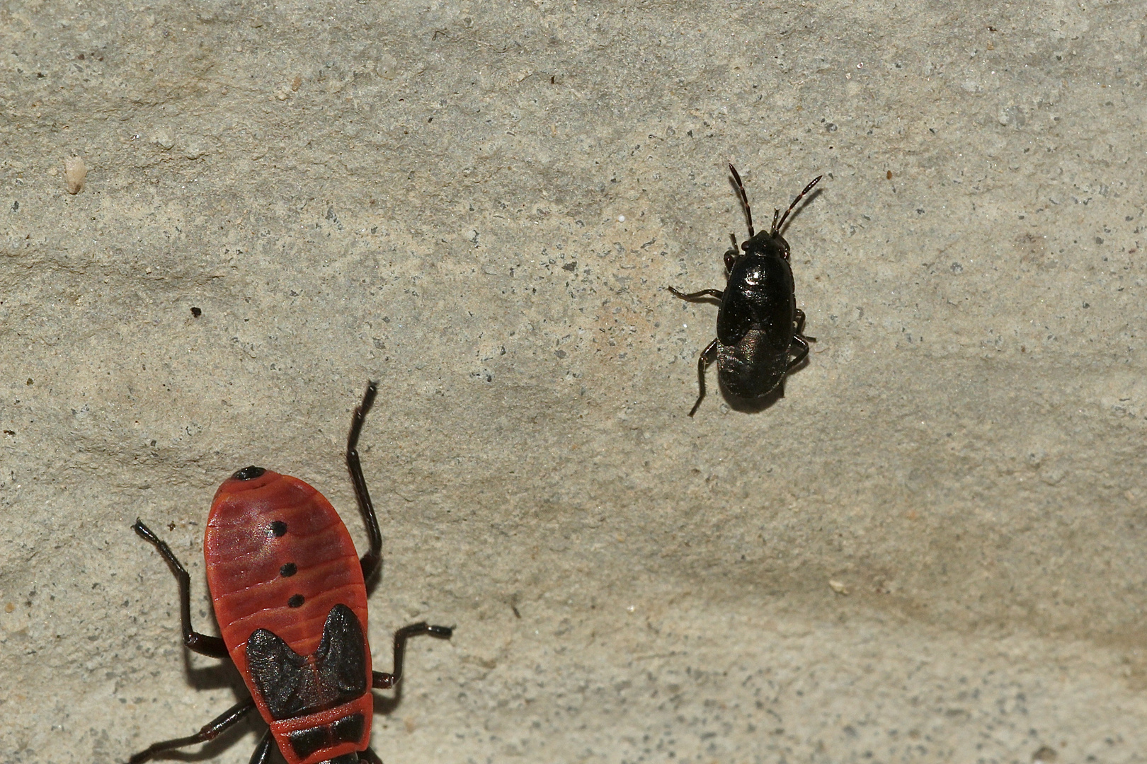 (2) Alle drei Fotos nordöstlich Regenstauf/Opf.: TRAPEZONOTUS ARENARIUS, die Sand-Bodenwanze ...