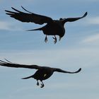 2 Alpendolen segelnd im Wind Übereinander auf Säntis