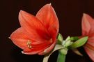 Amaryllis