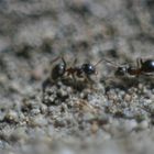 2 Ameisen greifen sich an