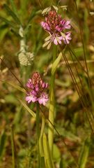  (2) ANACAMPTIS PYRAMIDALIS - die PYRAMIDENORCHIS oder PYRAMIDEN-HUNDSWURZ